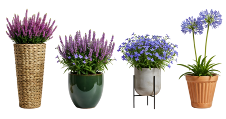 Set of various Houseplants: Heather, Hosta, Lobelia, Agapanthus isolated on transparent background