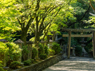 神社参道の青紅葉