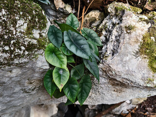 Alocasia Reversa Grows on Limestone