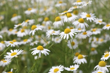Fototapeta premium Beautiful chamomile flowers growing in field, closeup