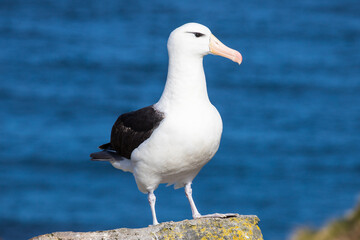 Black-browed Albatross resting on rock, Falkland Islands