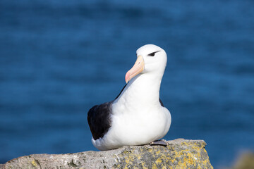 Black-browed Albatross resting on rock, Falkland Islands