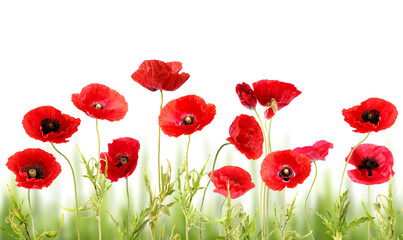 Fototapeta premium Red poppies on white background. Wild flowers