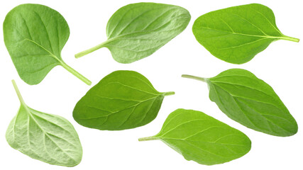Naklejka premium Fresh green oregano leaves isolated on white, set