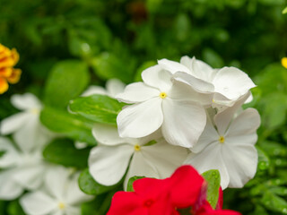 Fototapeta premium 白いニチニチソウの花