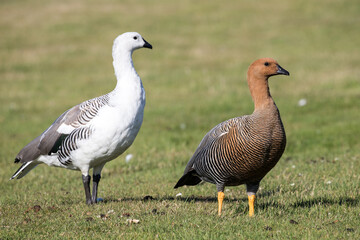 Upland Goose pair at Falkland Islands