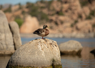 portrait of duck on boulder at lake watson AZ