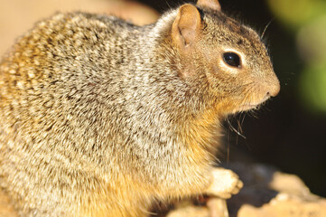 furry cute Ground squirrel closeup