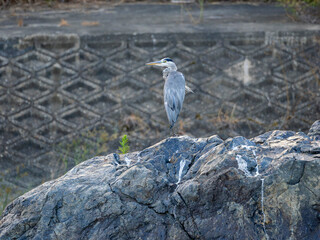 岩の上のアオサギ