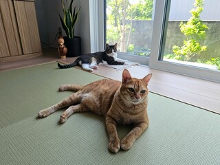 Two cats relax side-by-side in a sunlit Japanese room, looking directly at the camera. This...