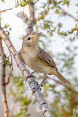 Photos of song birds taken in the wild