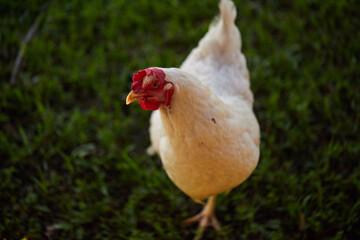 Backyard chickens roaming the garden on a warm summer evening!