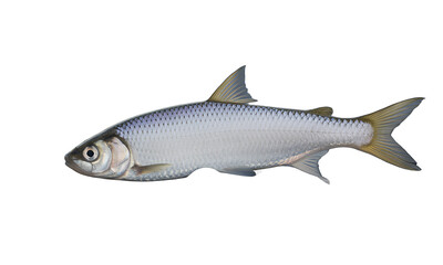 Fototapeta premium Fresh Herring Delicious, Sustainable Seafood
