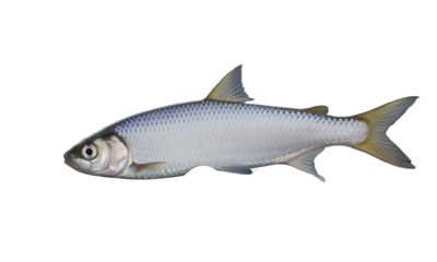 Fresh Herring Delicious, Sustainable Seafood