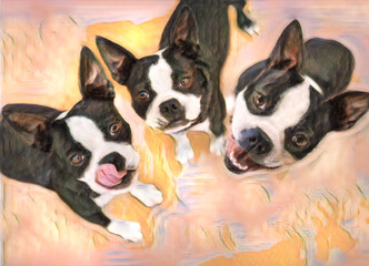 styliized digital photo art, Trio of adult Boston Terrior dogs looking up at us