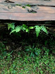 Obraz premium The small black fern or asplenium adiantum nigrum plant with green leaves that thrives on damp old wood in shady environmental conditions