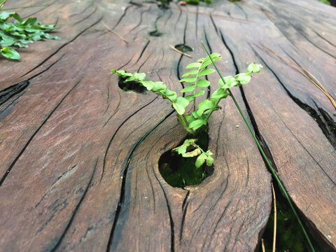 The ferns or pteridophytes with green leaves that grow well in the dead and moist medium of mountain pine wood or mugo pine for their survival