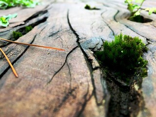 The green bryophyte or moss plant that grows abundantly in the gaps between the dead and damp trunks of mountain pine or mugo pine