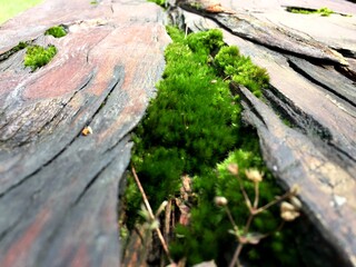 The green bryophyte or moss plant that grows abundantly in the gaps between the dead and damp trunks of mountain pine or mugo pine