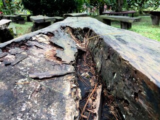 The old mountain pine or mugo pine tree with patterned lines, fibers and holes around it