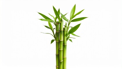Vibrant green lucky bamboo plant with fresh leaves, isolated on a white background. A symbol of zen, growth, and tranquility.