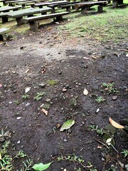 A row of park benches made from mountain pine wood or mugo pine in a pine forest park in Yogyakarta, Indonesia.