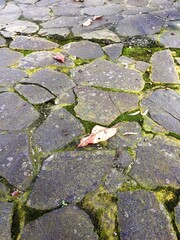 The lichens and moss plants that live and grow between the gaps in the dark paving stones on a courtyard terrace