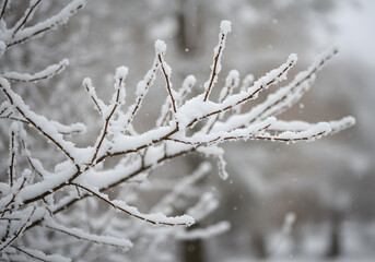 Close-up shot of tree branches heavily coated with fresh, powdery snow during a winter snowfall.
