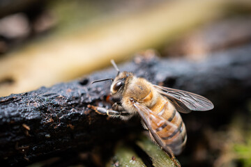 Close-up of a bee perched on a branch