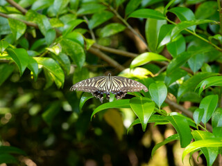 葉に止まるナミアゲハのクローズアップ