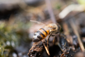 Close-up shot of a bee's abdomen