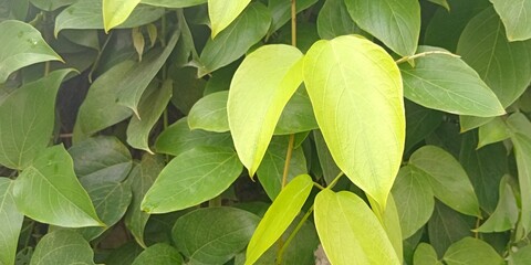 close up of green leaves