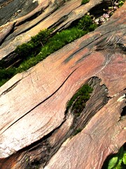 The green bryophyte or moss plant that grows abundantly in the gaps between the dead and damp trunks of mountain pine or mugo pine