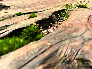 The green bryophyte or moss plant that grows abundantly in the gaps between the dead and damp trunks of mountain pine or mugo pine