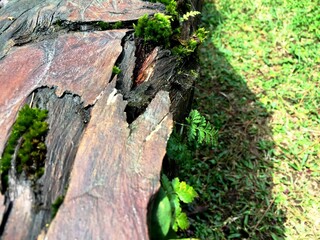 The green bryophyte or moss plant that grows abundantly in the gaps between the dead and damp trunks of mountain pine or mugo pine