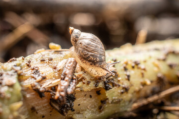 Close-up shot of a beautiful snail crawling in nature