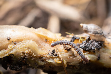 Oxidus gracilis.Close-up shot of a greenhouse millipede in nature