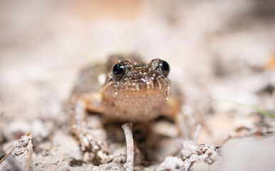 Close-up shot of a leaf litter frog in the wild