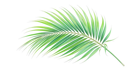 Obraz premium Lush Green Palm Frond, Tropical Leaf, Isolated on White Background, Perfect for Design