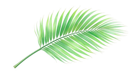 Obraz premium Lush Green Palm Frond Tropical Leaf Illustration, Perfect for Design Projects