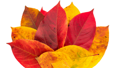 Autumn Leaf PNG, Falling Red and Orange Leaf Isolated, Transparent Background, Fall, Seasonal, and Nature