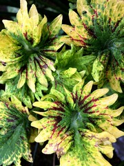 The beauty and uniqueness of the ornamental plant miana rainbow, coleus or plectranthus scutellarioides with a combination of red, yellow and green on its leaves