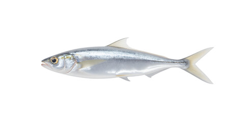 Obraz premium Premium Silver Fish Fresh Seafood for Gourmet Dishes