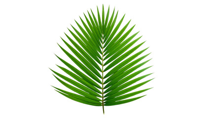 Obraz premium Palm Tree Leaf PNG, Tropical Green Leaf Isolated, Transparent Background, Summer, Nature, and Tropical Decor