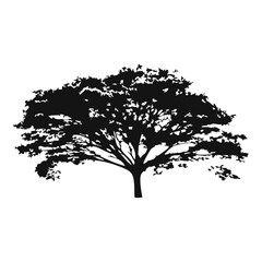 Fototapeta premium Hand drawn tree silhouette on white background