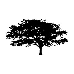 Hand drawn tree silhouette on white background