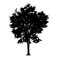 Fototapeta premium Hand drawn tree silhouette on white background