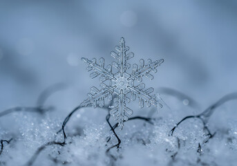 A close-up photograph of a delicate, crystalline snowflake resting on a snowy surface.
