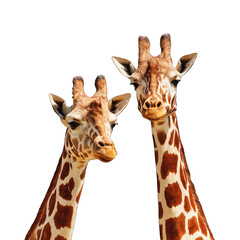 Naklejka premium Two giraffes, close-up, zoo setting, waving hello, wildlife photography