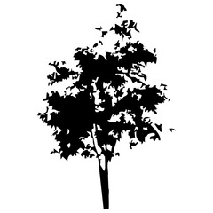 Hand drawn tree silhouette on white background